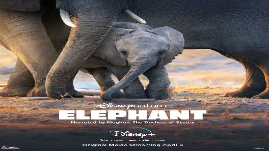 مشاهدة فيلم Elephant 2020 مترجم