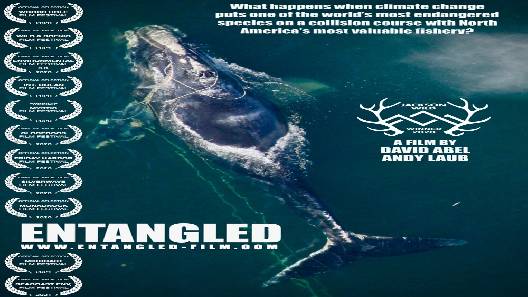 مشاهدة فيلم Entangled The Race To Save Right Whales From Extinction 2020 مترجم