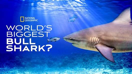 مشاهدة فيلم World s Biggest Bull Shark 2021 مترجم