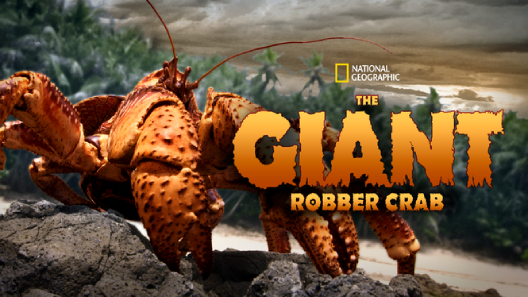 مشاهدة فيلم The Giant Robber Crab 2019 مترجم