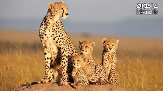 مشاهدة فيلم African Cats 2011 مترجم