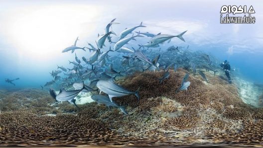 مشاهدة فيلم Chasing Coral 2017 مترجم