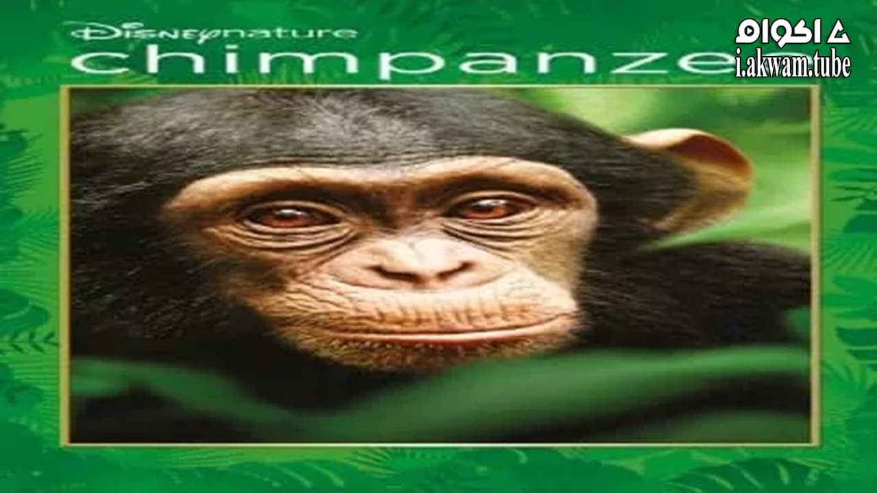 مشاهدة فيلم Chimpanzee 2012 مترجم