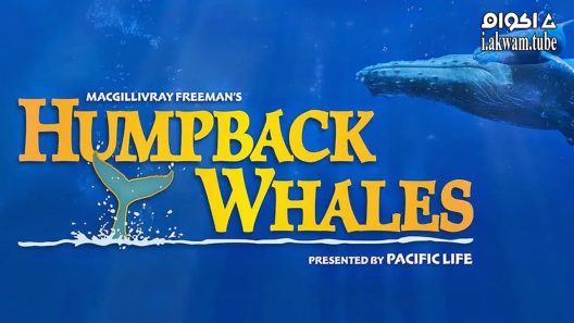 مشاهدة فيلم Humpback Whales 2015 مترجم