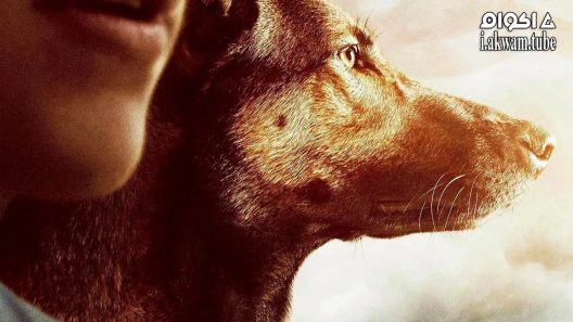 مشاهدة فيلم Max 2015 مترجم