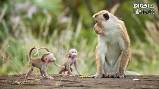 مشاهدة فيلم Monkey Kingdom 2015 مترجم