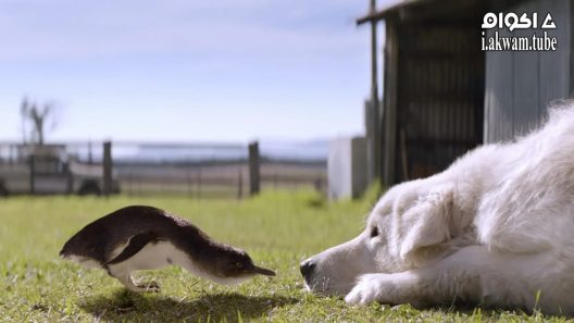 مشاهدة فيلم Oddball 2015 مترجم