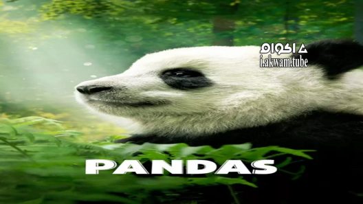 مشاهدة فيلم Pandas 2018 مترجم