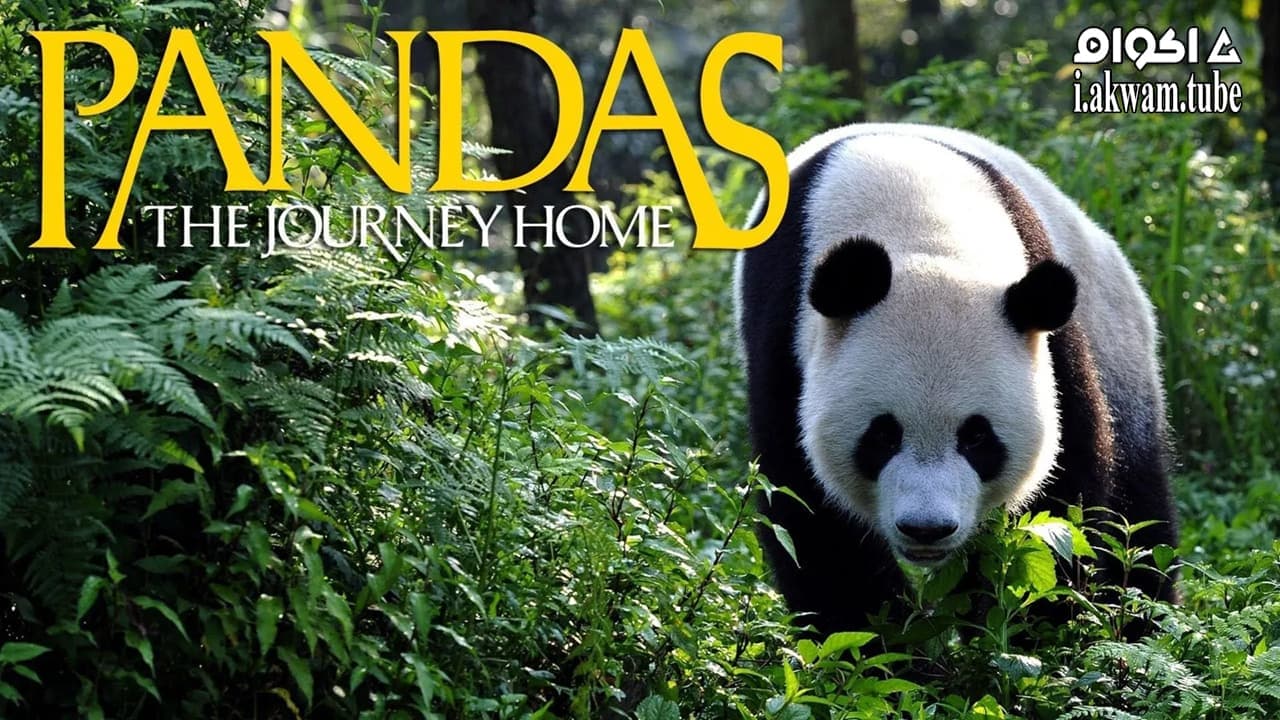 مشاهدة فيلم Pandas: The Journey Home 2014 مترجم