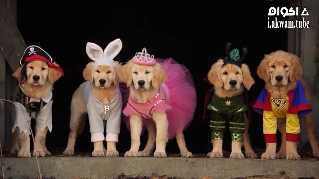 مشاهدة فيلم Spooky Buddies 2011 مترجم