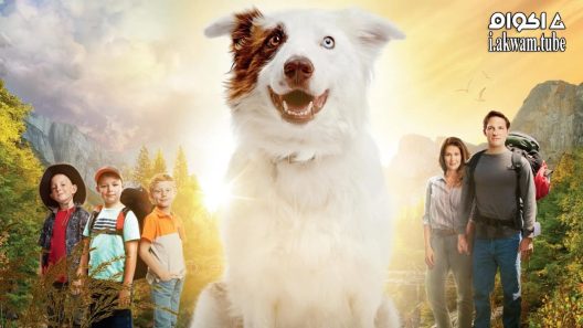 مشاهدة فيلم The Stray 2017 مترجم