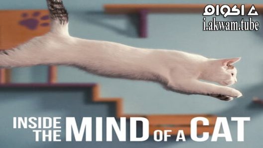 مشاهدة فيلم Inside the Mind of a Cat 2022 مترجم