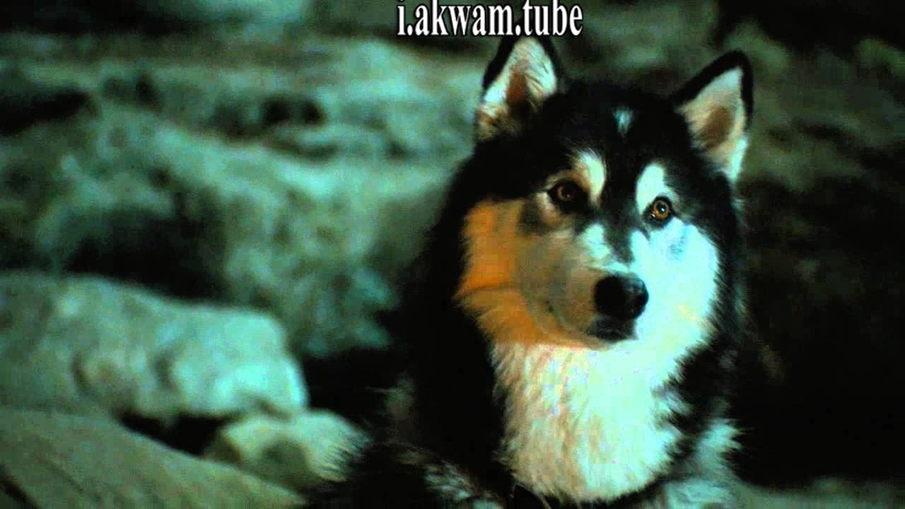 مشاهدة فيلم Against The Wild 2 Survive The Serengeti 2016 مترجم