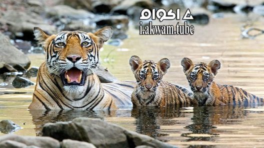 مشاهدة فيلم Growing Up Wild 2016 مترجم