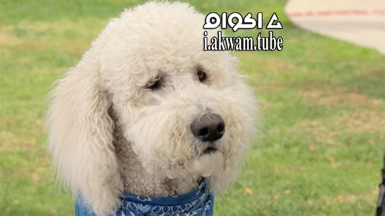 مشاهدة فيلم In the Dog House 2014 مترجم