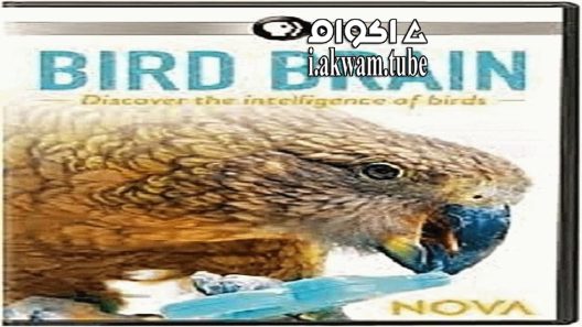 مشاهدة فيلم NOVA Bird Brain 2021 مترجم