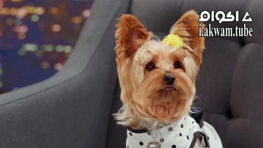 مشاهدة فيلم Pup Star Better 2Gether 2017 مترجم