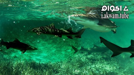 مشاهدة فيلم Shark Gangs 2021 مترجم