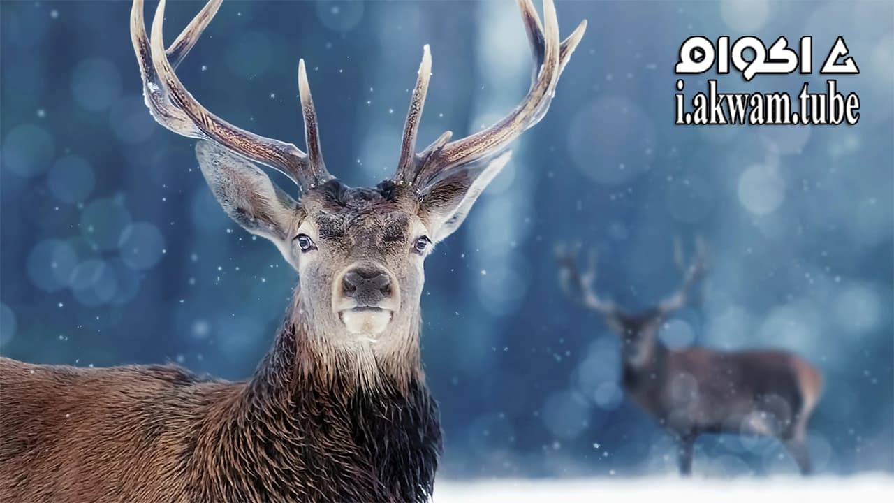مشاهدة فيلم Snow Animals 2019 مترجم