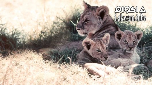 مشاهدة فيلم The African Lion 1955 مترجم