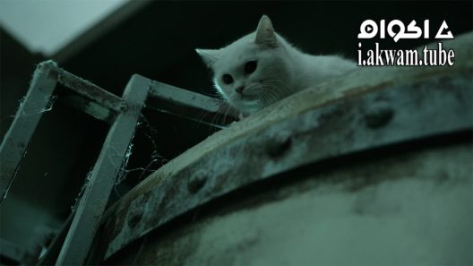 مشاهدة فيلم The Cat 2011 مترجم