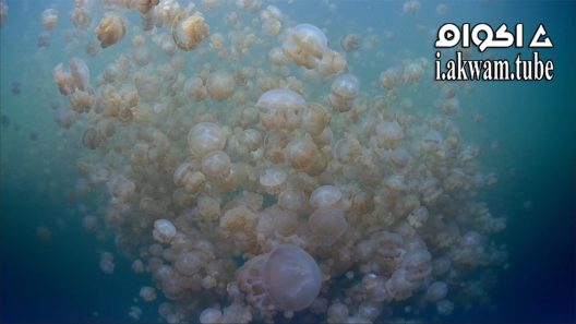 مشاهدة فيلم The Living Sea 1995 مترجم