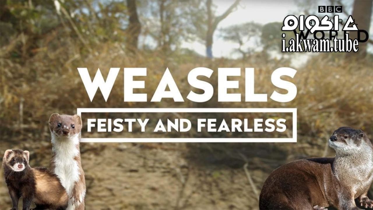 مشاهدة فيلم Weasels Feisty and Fearless 2019 مترجم