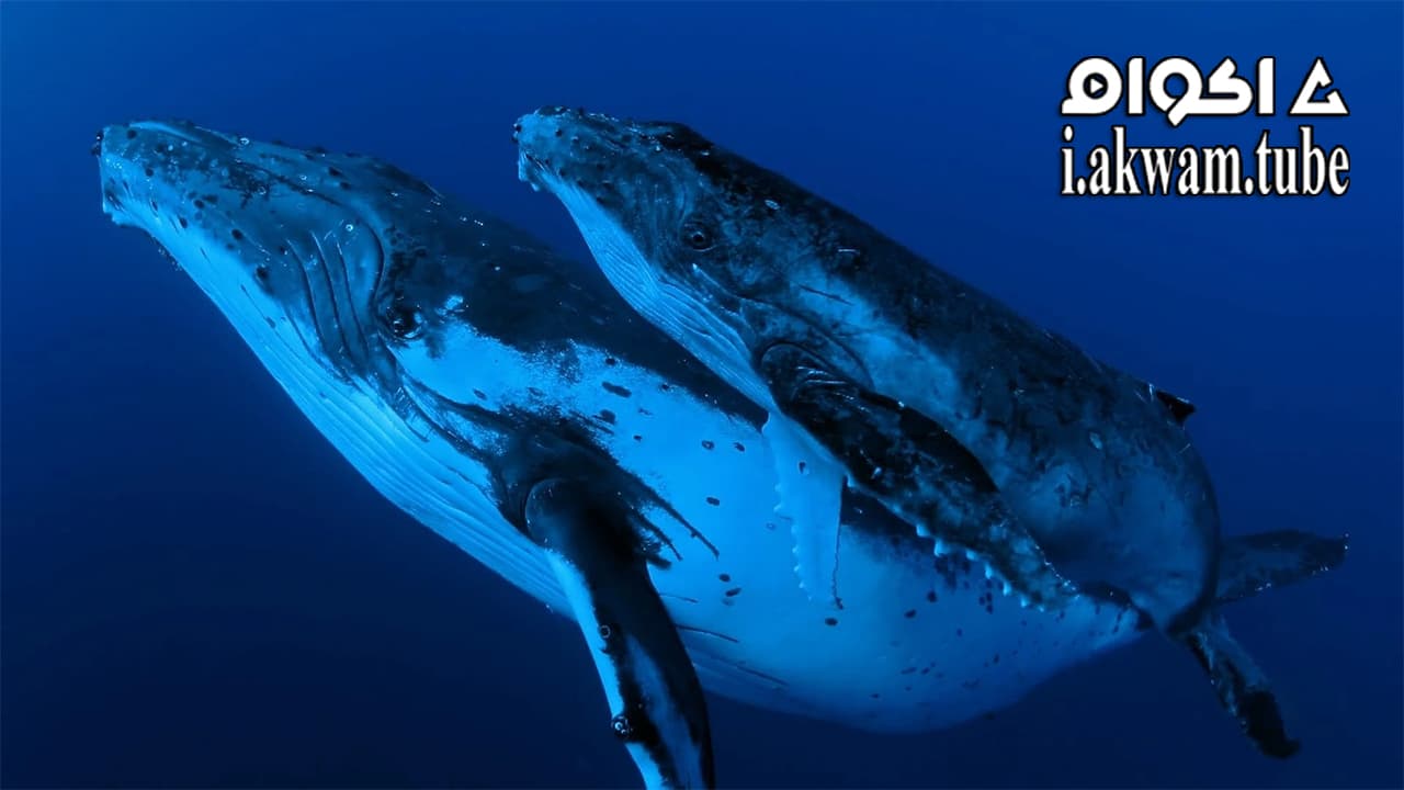 مشاهدة فيلم Whale Wisdom 2019 مترجم