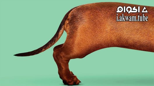 مشاهدة فيلم Wiener-Dog 2016 مترجم