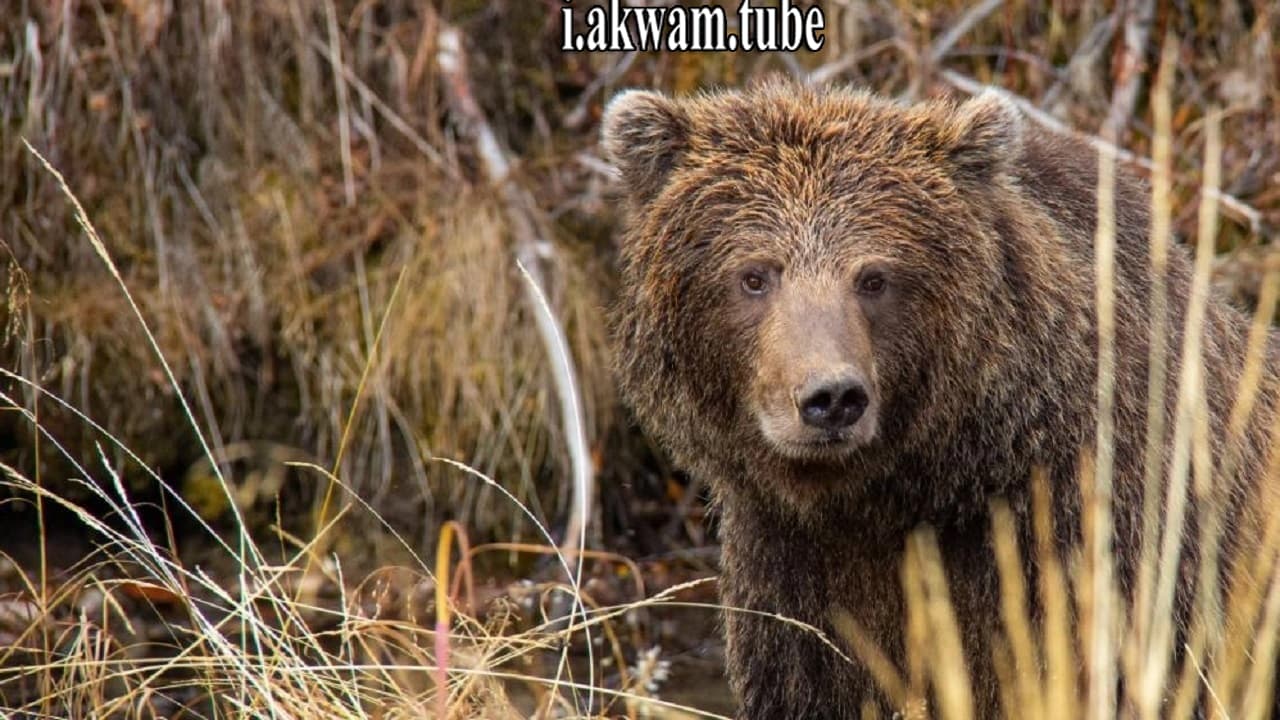 مشاهدة فيلم Yukons Wild Grizzlies 2021 مترجم