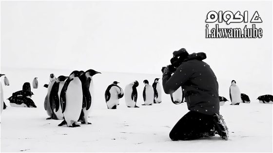 مشاهدة فيلم Antarctica Calling 2023 مترجم