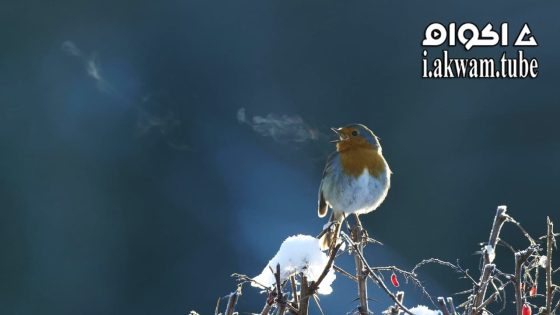 مشاهدة فيلم Attenborough’s Wonder of Song 2022 مترجم