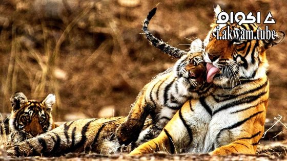 مشاهدة فيلم My Tiger Family 2024 مترجم