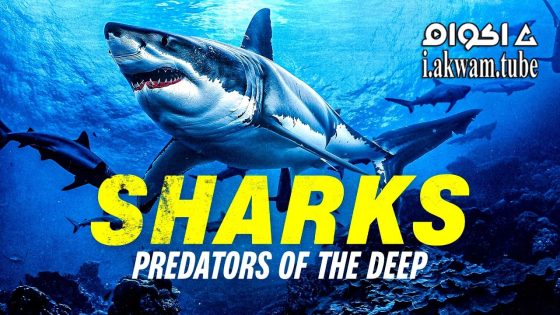 مشاهدة فيلم Sharks: Predators of the Deep 2024 مترجم