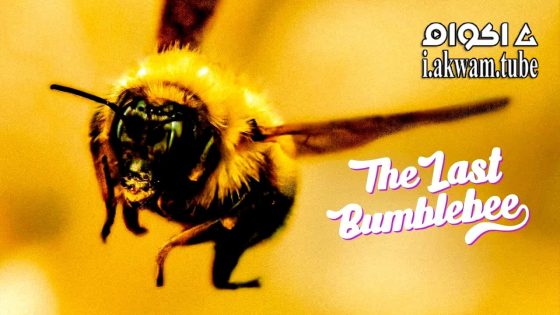 مشاهدة فيلم The Last Bumblebee 2024 مترجم